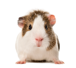 Guinea Pig