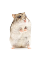 Hamster
