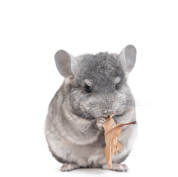 Chinchilla