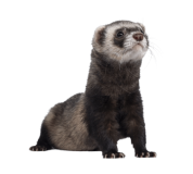 Ferret