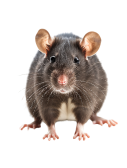 Rat